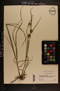 Carex tuckermanii image