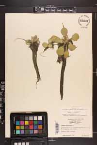 Pistia stratiotes image