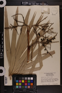 Serenoa repens image