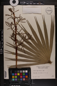 Serenoa repens image