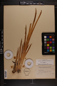 Acorus calamus image