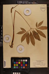 Arisaema dracontium image