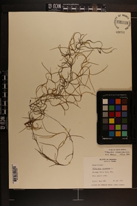 Tillandsia usneoides image