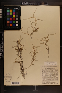 Tillandsia usneoides image