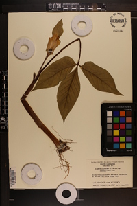 Arisaema triphyllum subsp. pusillum image