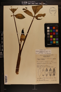 Arisaema triphyllum subsp. pusillum image