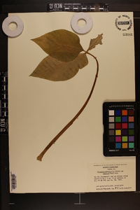 Arisaema triphyllum subsp. pusillum image