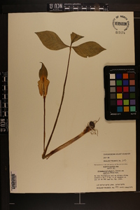 Arisaema triphyllum subsp. pusillum image