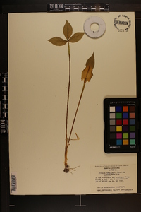 Arisaema triphyllum subsp. pusillum image