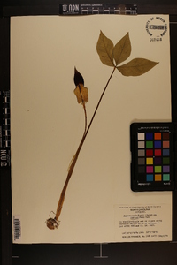 Arisaema triphyllum subsp. pusillum image