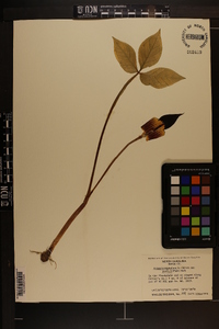 Arisaema triphyllum subsp. pusillum image