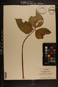 Arisaema triphyllum subsp. pusillum image