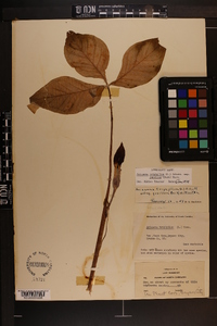 Arisaema triphyllum subsp. pusillum image