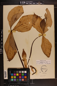 Arisaema triphyllum subsp. pusillum image