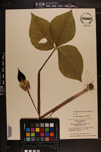 Arisaema triphyllum subsp. pusillum image