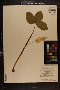 Arisaema triphyllum subsp. pusillum image