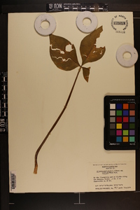 Arisaema triphyllum subsp. pusillum image