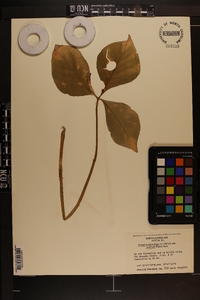 Arisaema triphyllum subsp. pusillum image