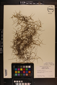 Tillandsia usneoides image