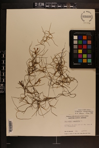 Tillandsia usneoides image