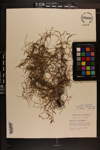 Tillandsia usneoides image