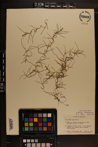 Tillandsia usneoides image