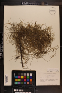 Tillandsia usneoides image