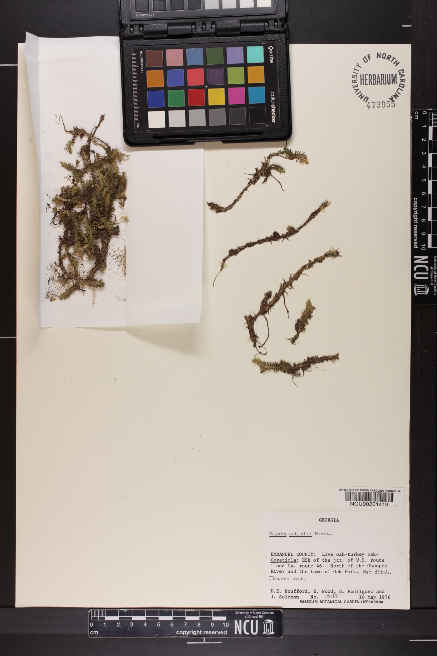 Mayaca aubletii image
