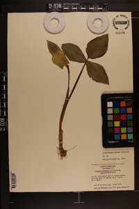 Arisaema triphyllum subsp. pusillum image