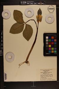 Arisaema triphyllum subsp. pusillum image