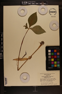 Arisaema triphyllum subsp. pusillum image