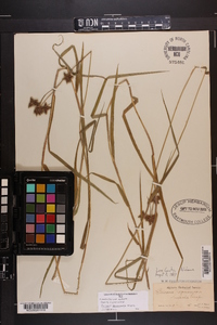 Fuirena squarrosa image