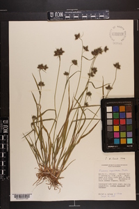 Fuirena squarrosa image