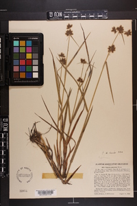 Fuirena squarrosa image
