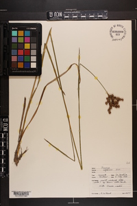 Juncus biflorus image