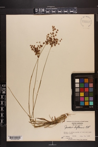 Juncus biflorus image