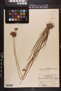 Juncus brachycarpus image