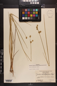 Juncus brachycarpus image