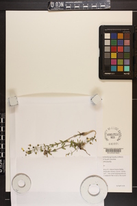 Gratiola graniticola image