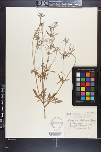 Eryngium baldwinii image