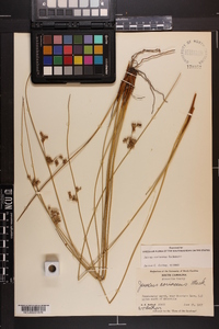 Juncus coriaceus image