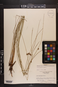 Juncus coriaceus image