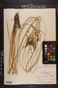 Juncus coriaceus image