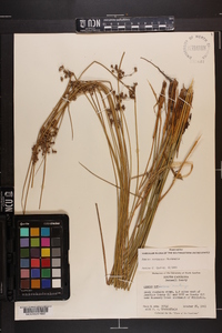 Juncus coriaceus image