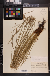 Juncus coriaceus image