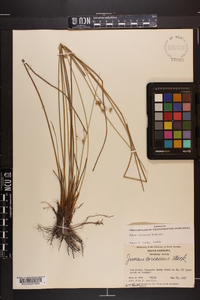 Juncus coriaceus image