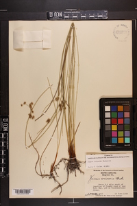 Juncus coriaceus image