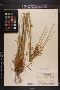 Juncus coriaceus image