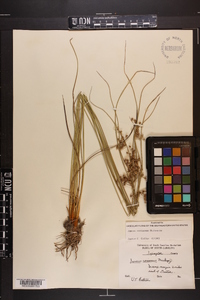 Juncus coriaceus image