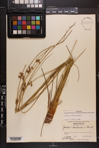 Juncus coriaceus image